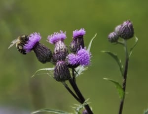bumble bee on purple petaled flowers thumbnail