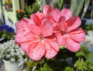 two red petaled flowers thumbnail