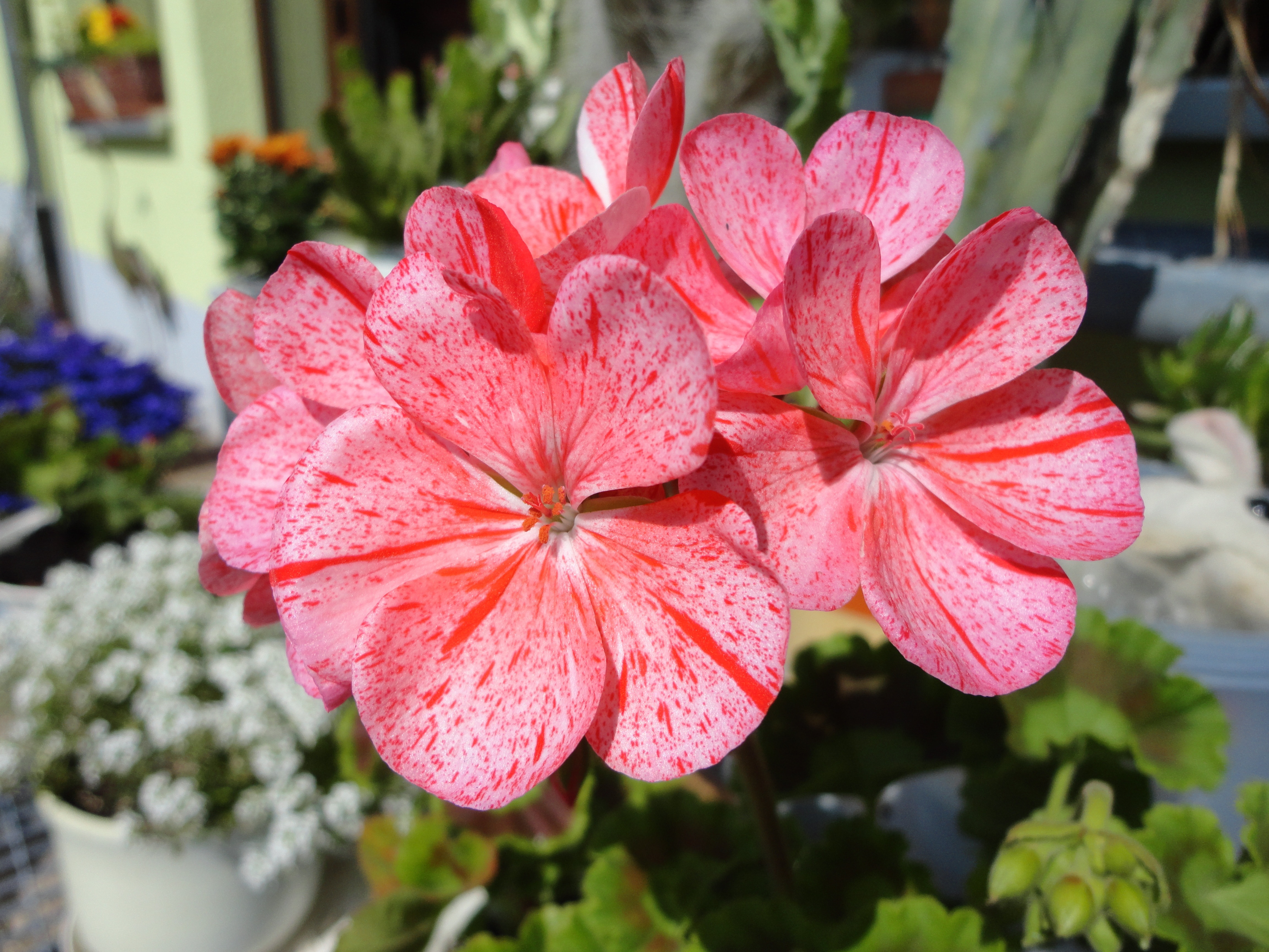 two red petaled flowers