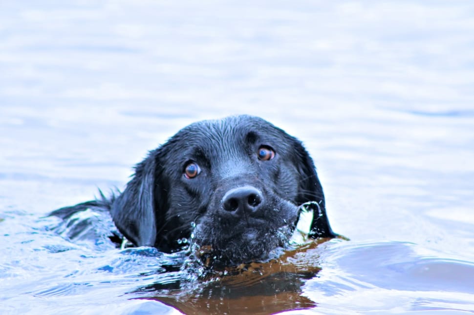 black labrador retriever preview