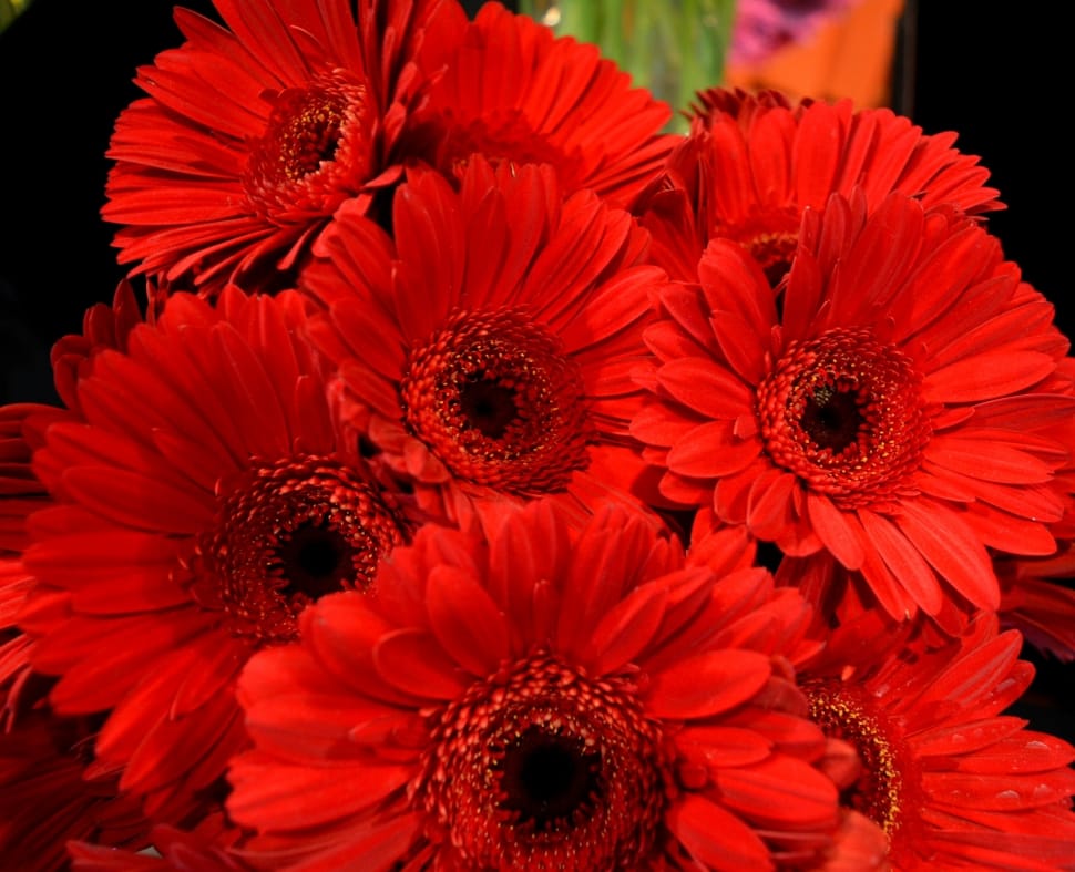 red flowers preview