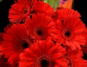 red flowers thumbnail