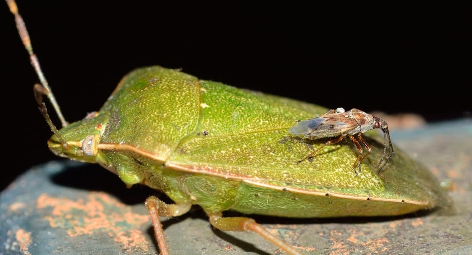 green stink bug preview