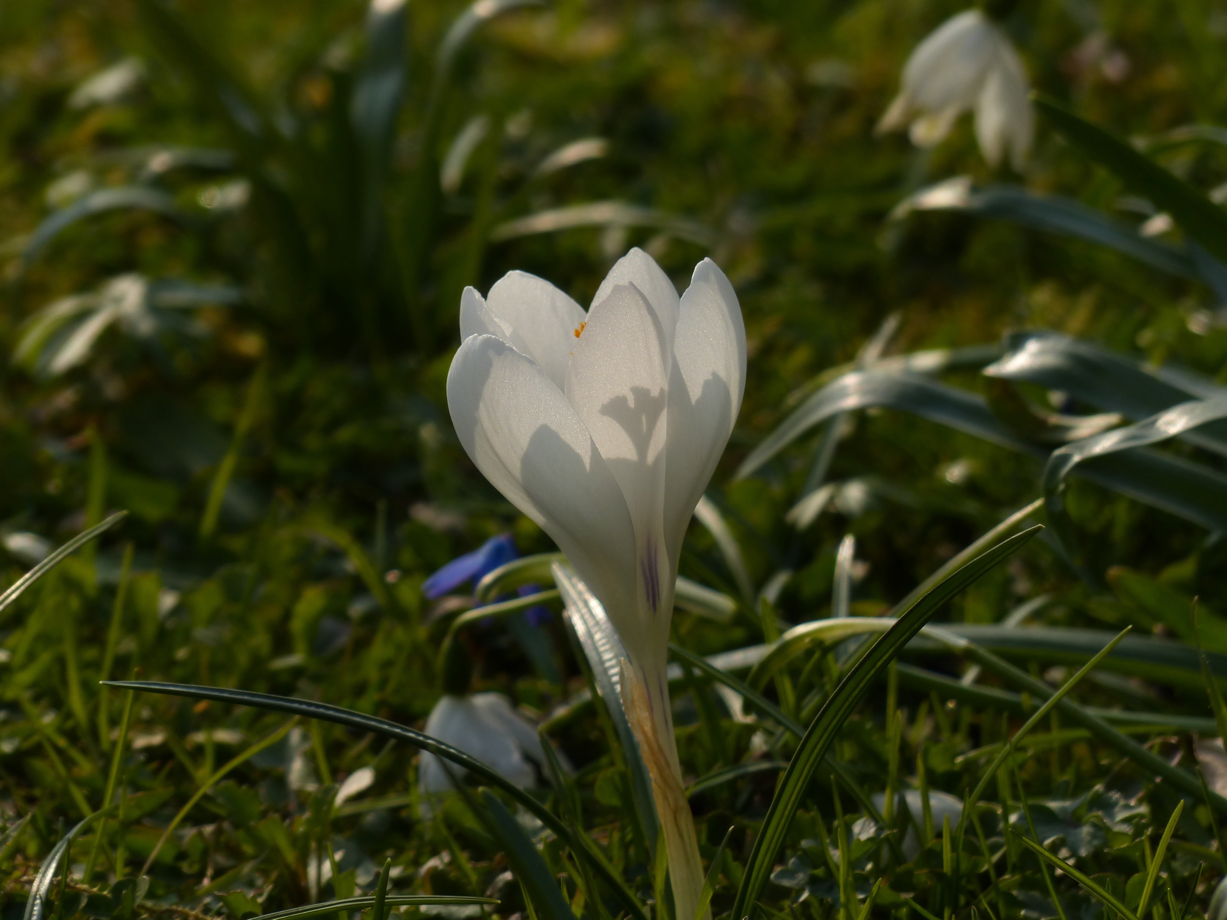 white flower tilt shift lens
