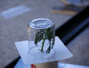 clear glass container thumbnail