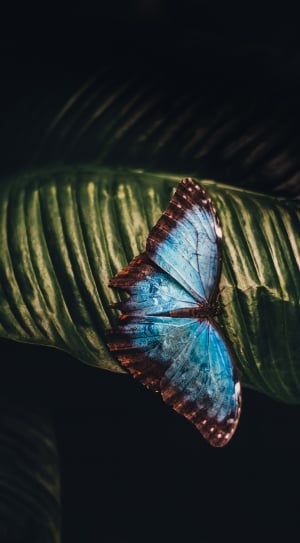 macro photography of blue and black moth in leaf thumbnail