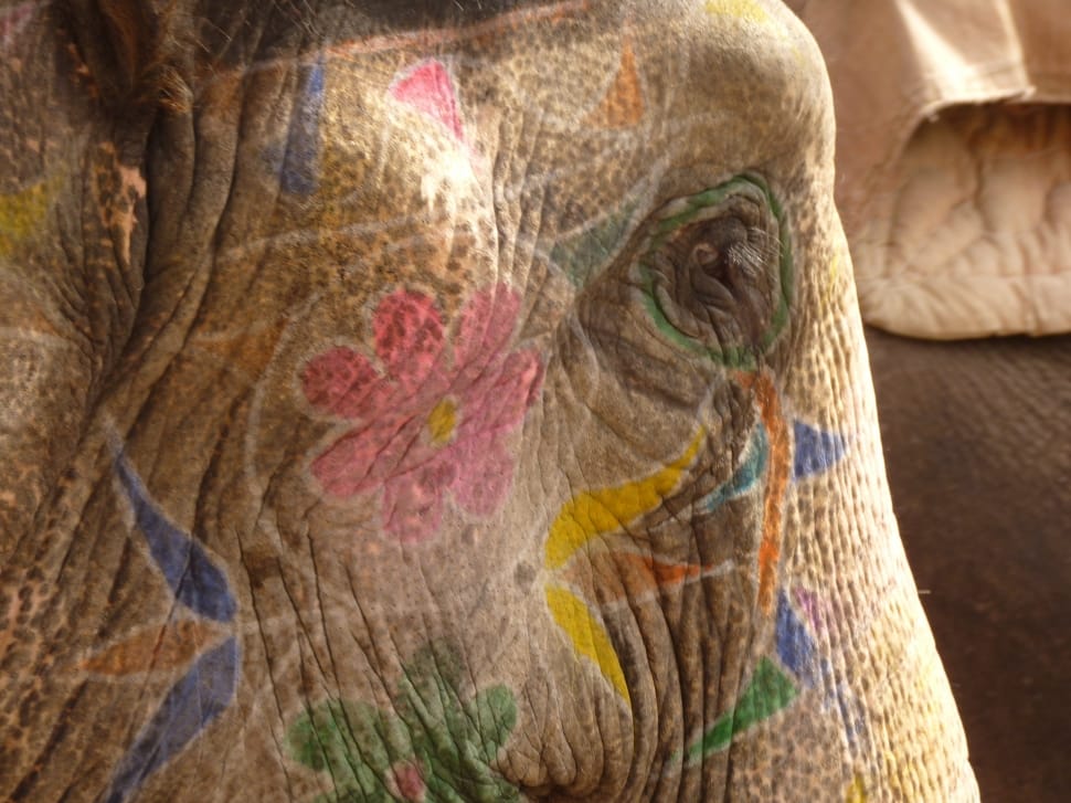 floral paint elephant preview