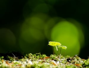 Mcaro photography of green leaf plant thumbnail