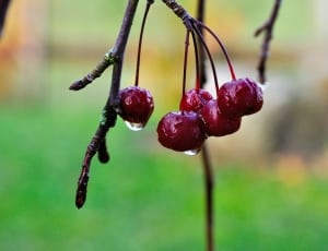 5 red cherries thumbnail