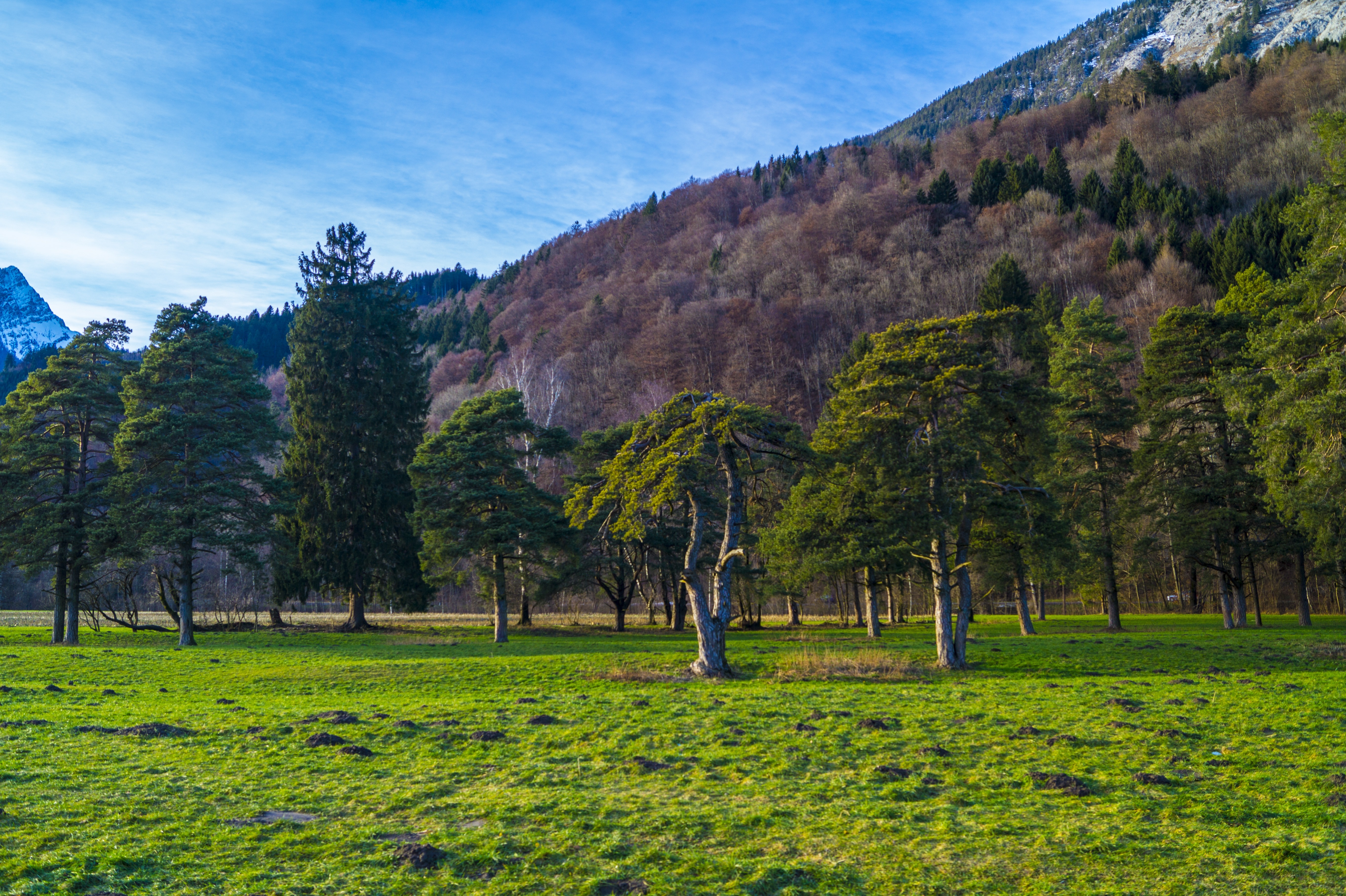 green leaf trees on green grass field near purple leaf trees on mountain