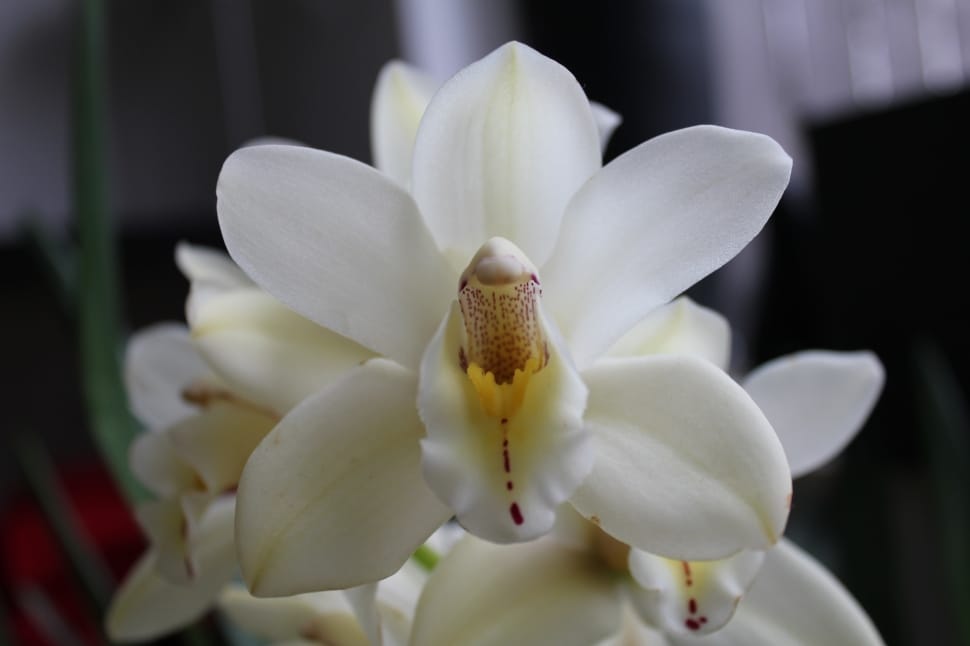 white dendrobium orchid preview