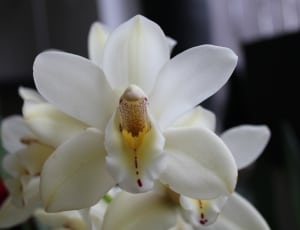 white dendrobium orchid thumbnail