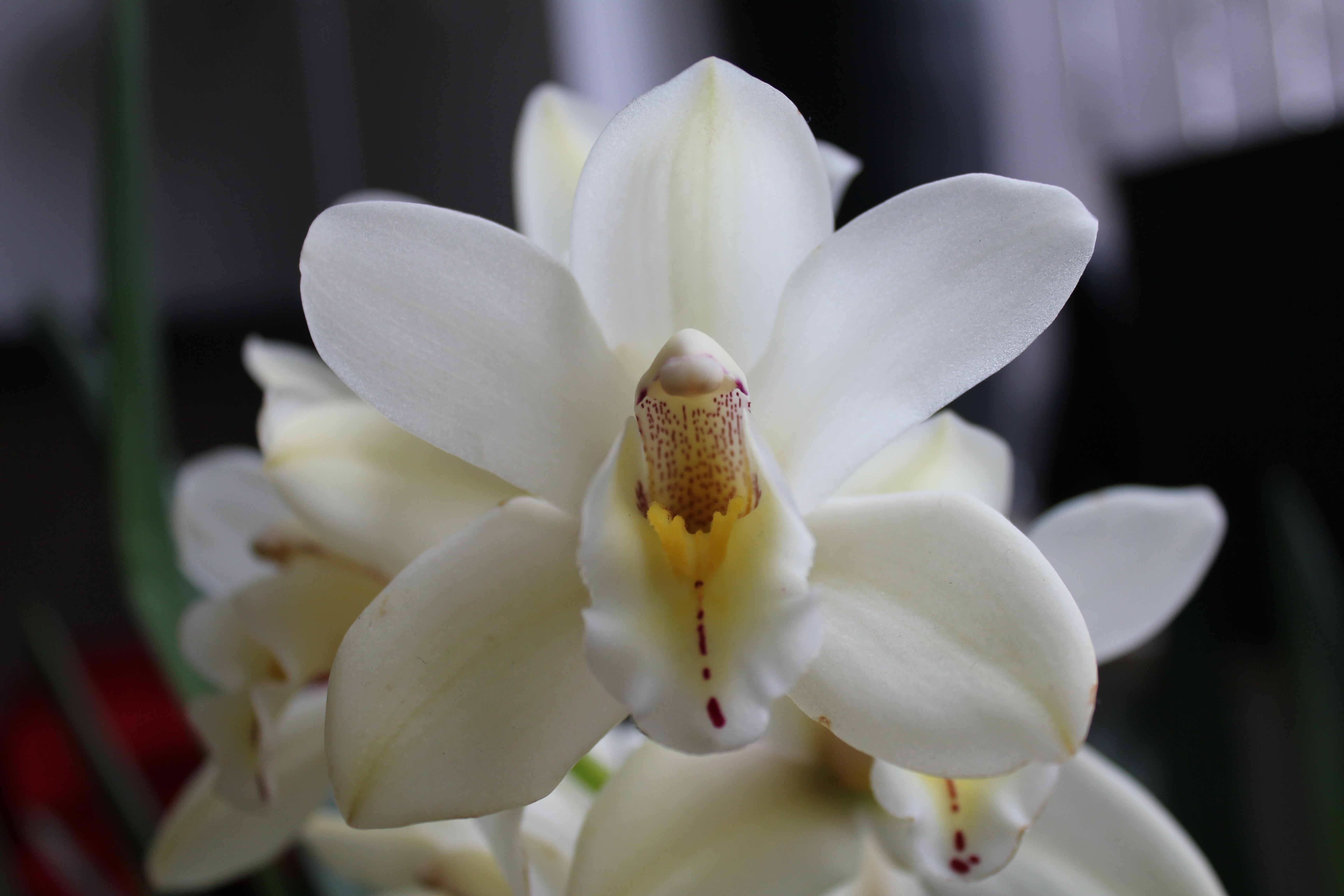 white dendrobium orchid