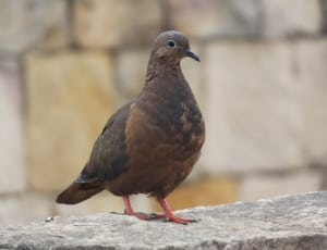 brown bird thumbnail