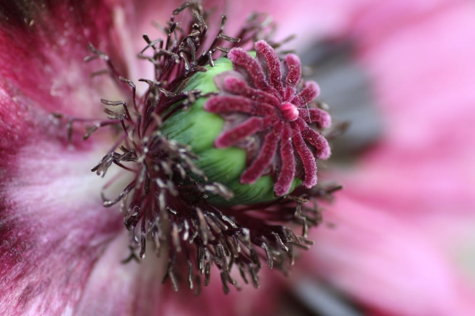 pink and green petaled flower preview