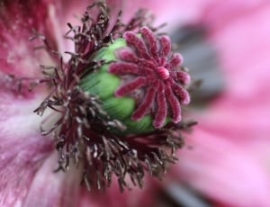 pink and green petaled flower thumbnail