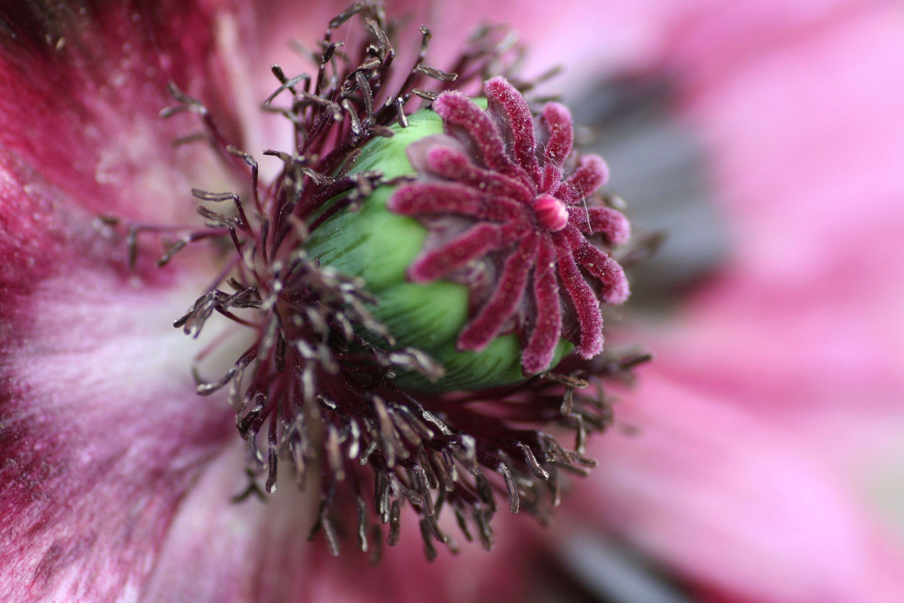 pink and green petaled flower
