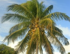 green coconut tree thumbnail