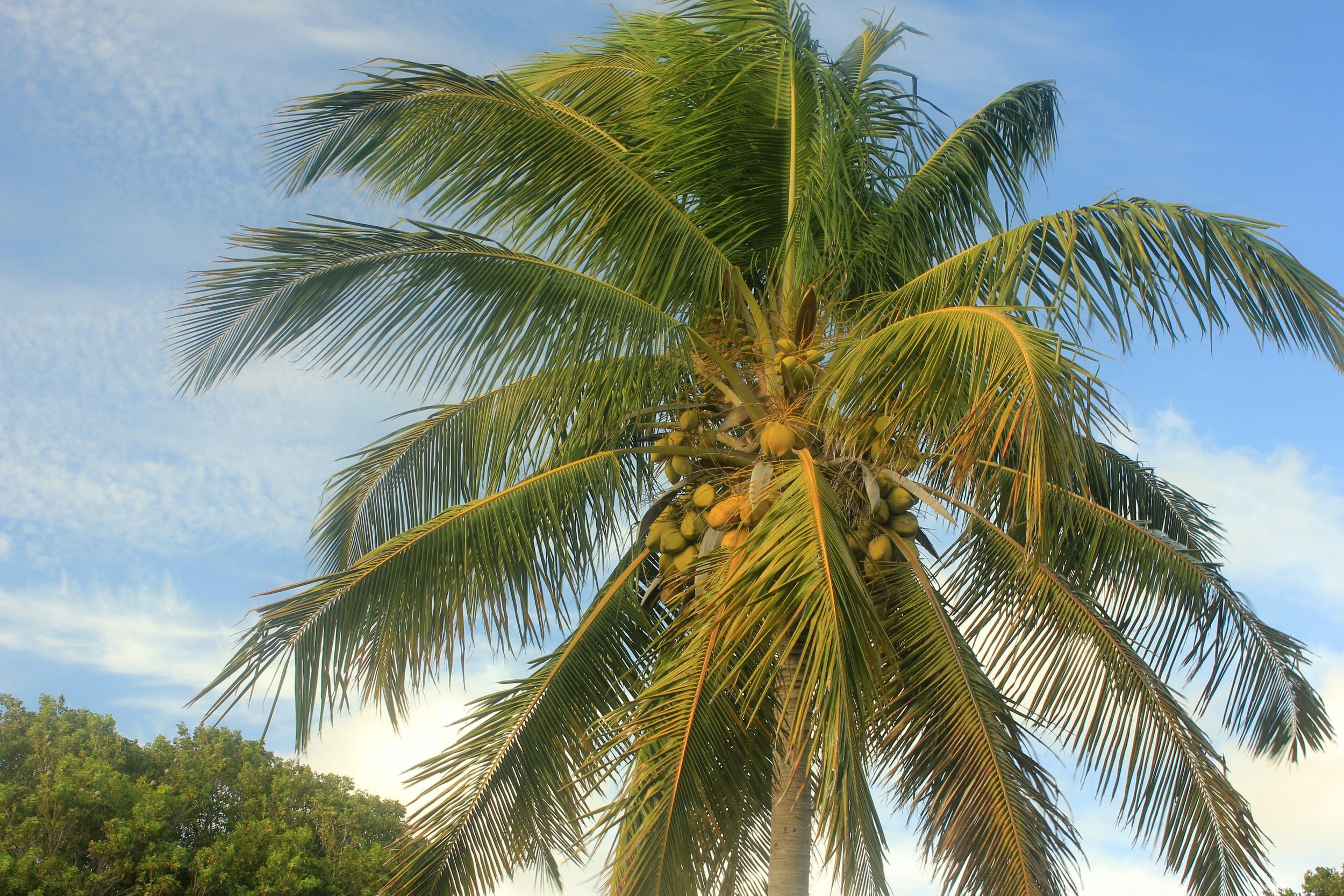 green coconut tree
