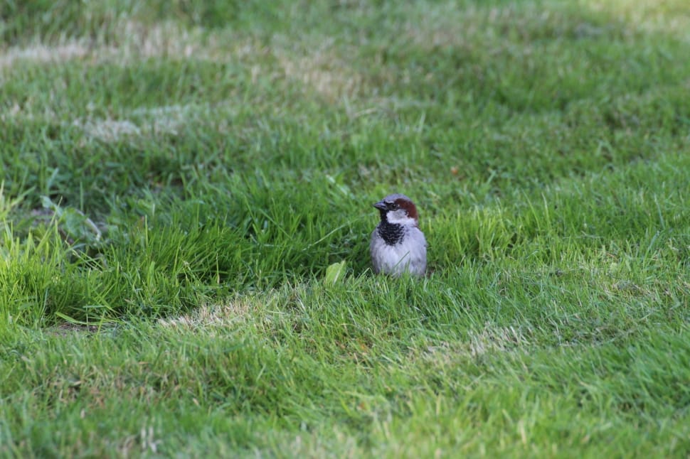 photo of gray bird on green grass field preview