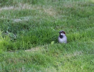 photo of gray bird on green grass field thumbnail
