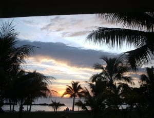 coconut trees near ocean during sunset thumbnail