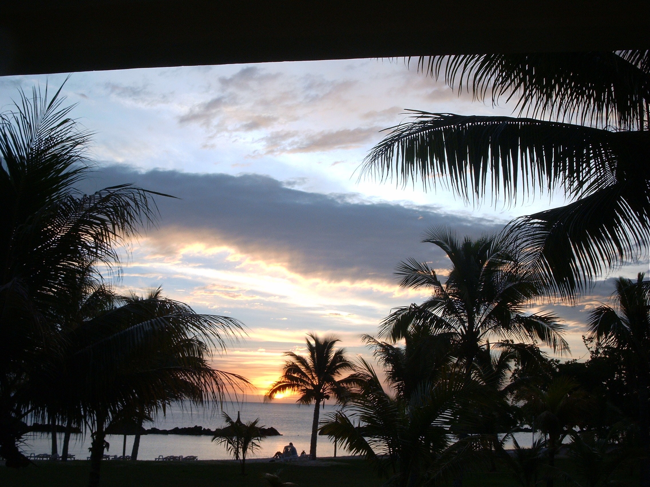 coconut trees near ocean during sunset