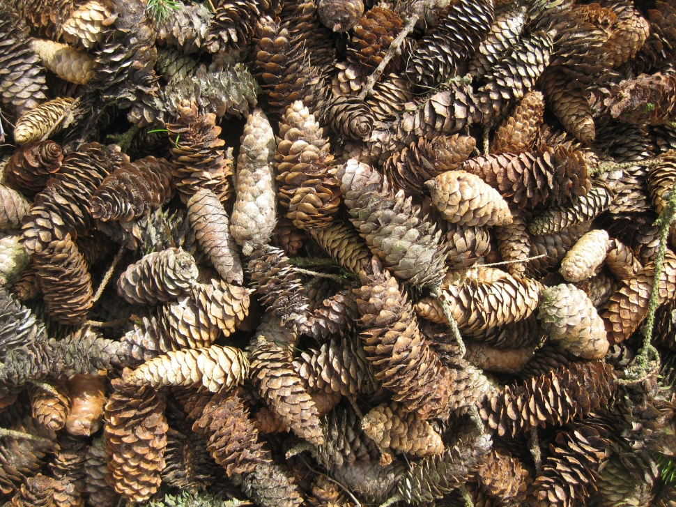 pinecone lot preview