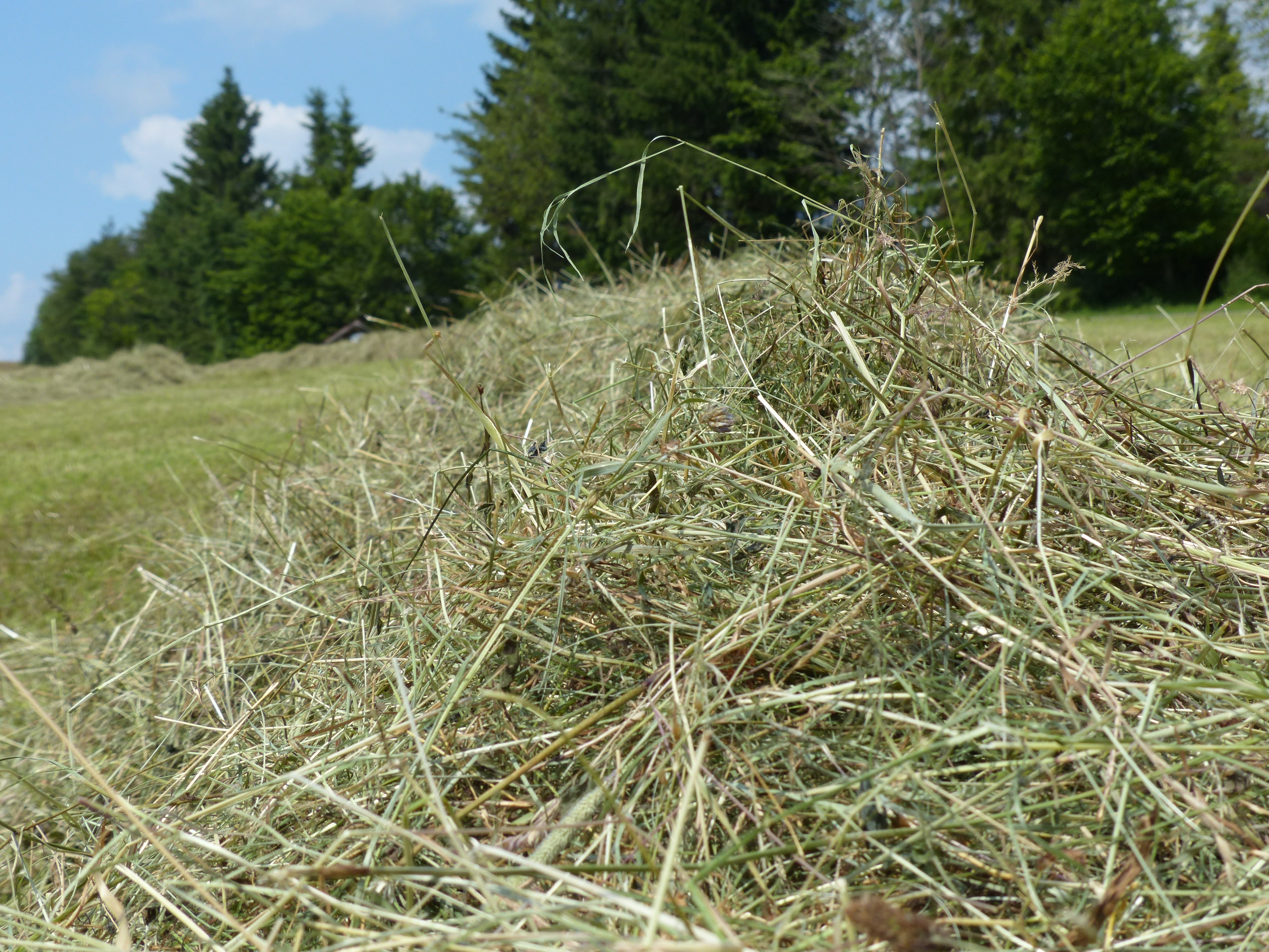 Накосить сено. Сенокос свежескошенная трава. Скошенная трава. Сухая трава. Сухая скошенная трава.