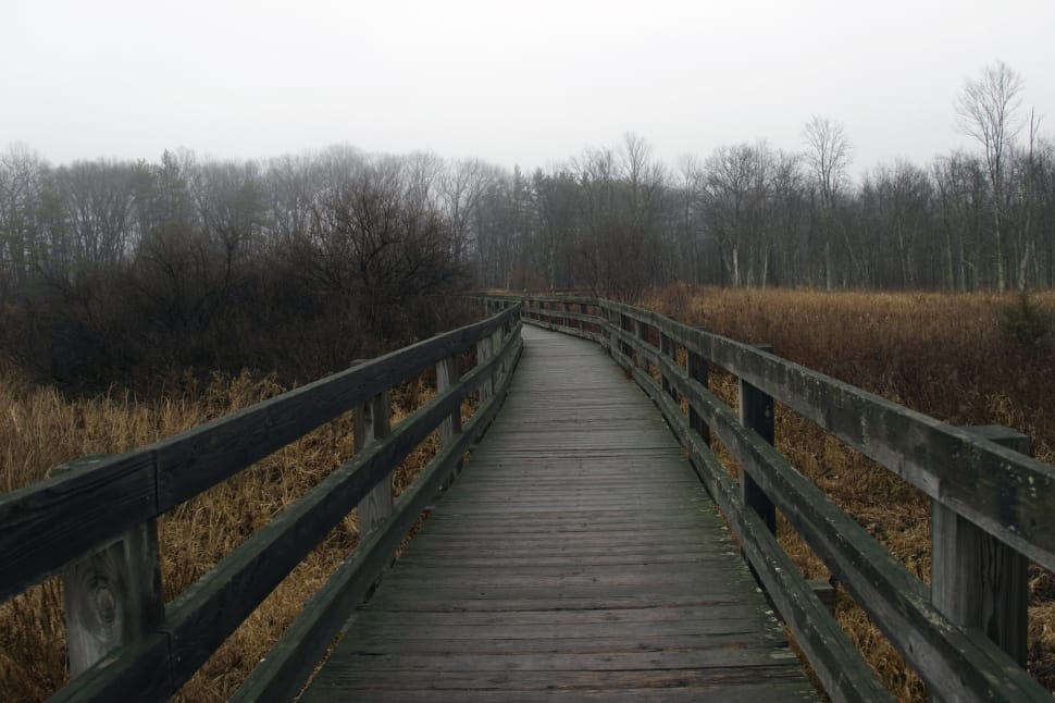Path, Walkway, Park, Outdoor, Bridge, fog, the way forward preview