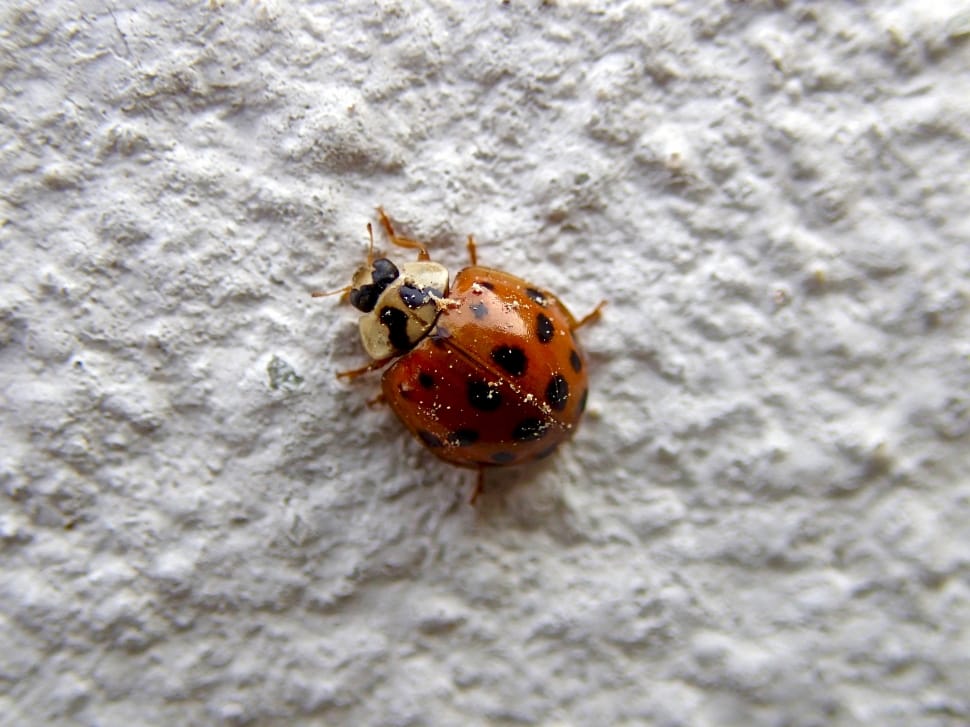brown and black ladybug preview