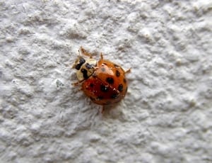 brown and black ladybug thumbnail