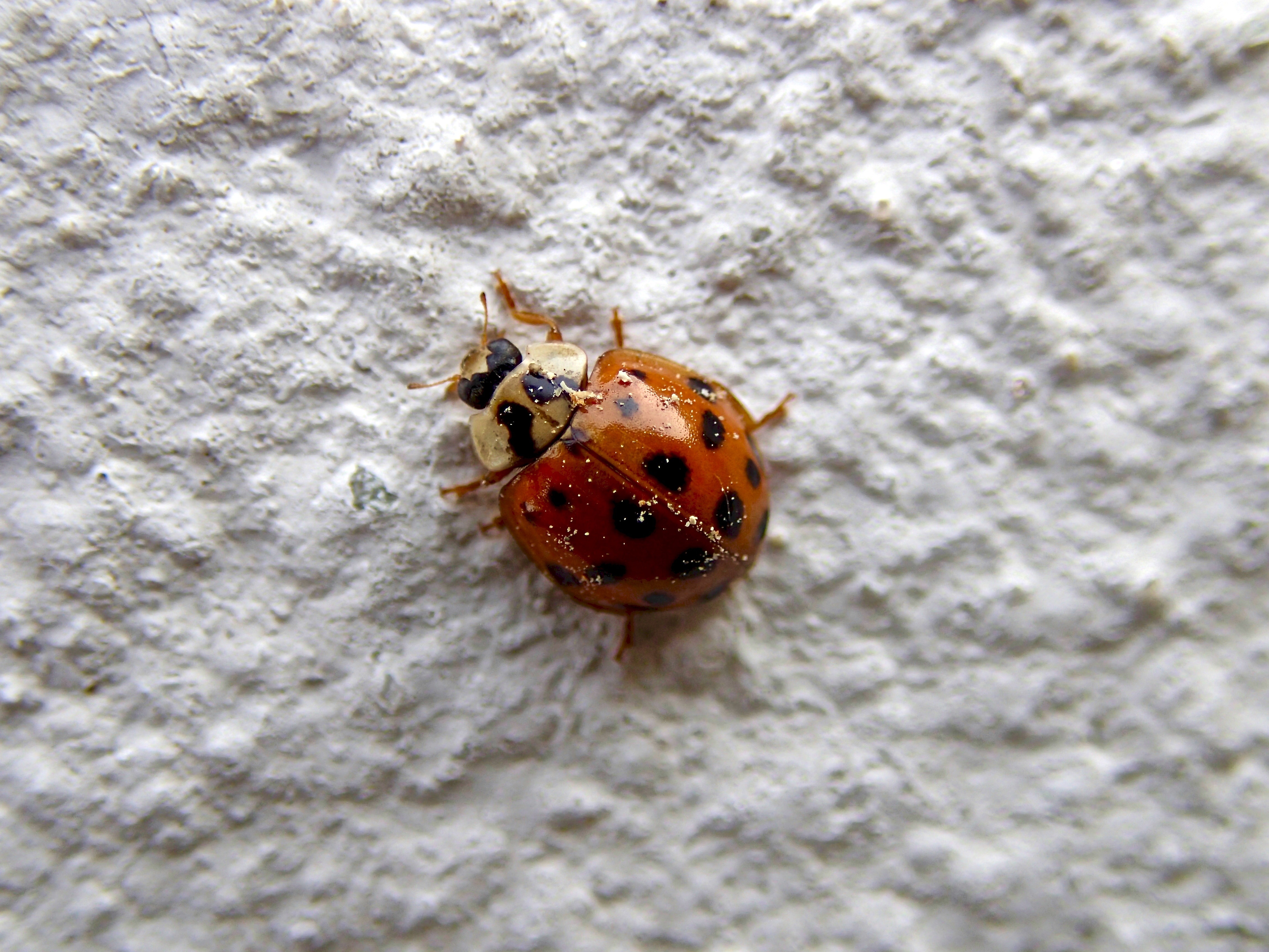 brown and black ladybug