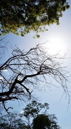 leafless tree under blue sky during daytime thumbnail