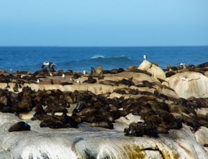 colony of sea lions thumbnail