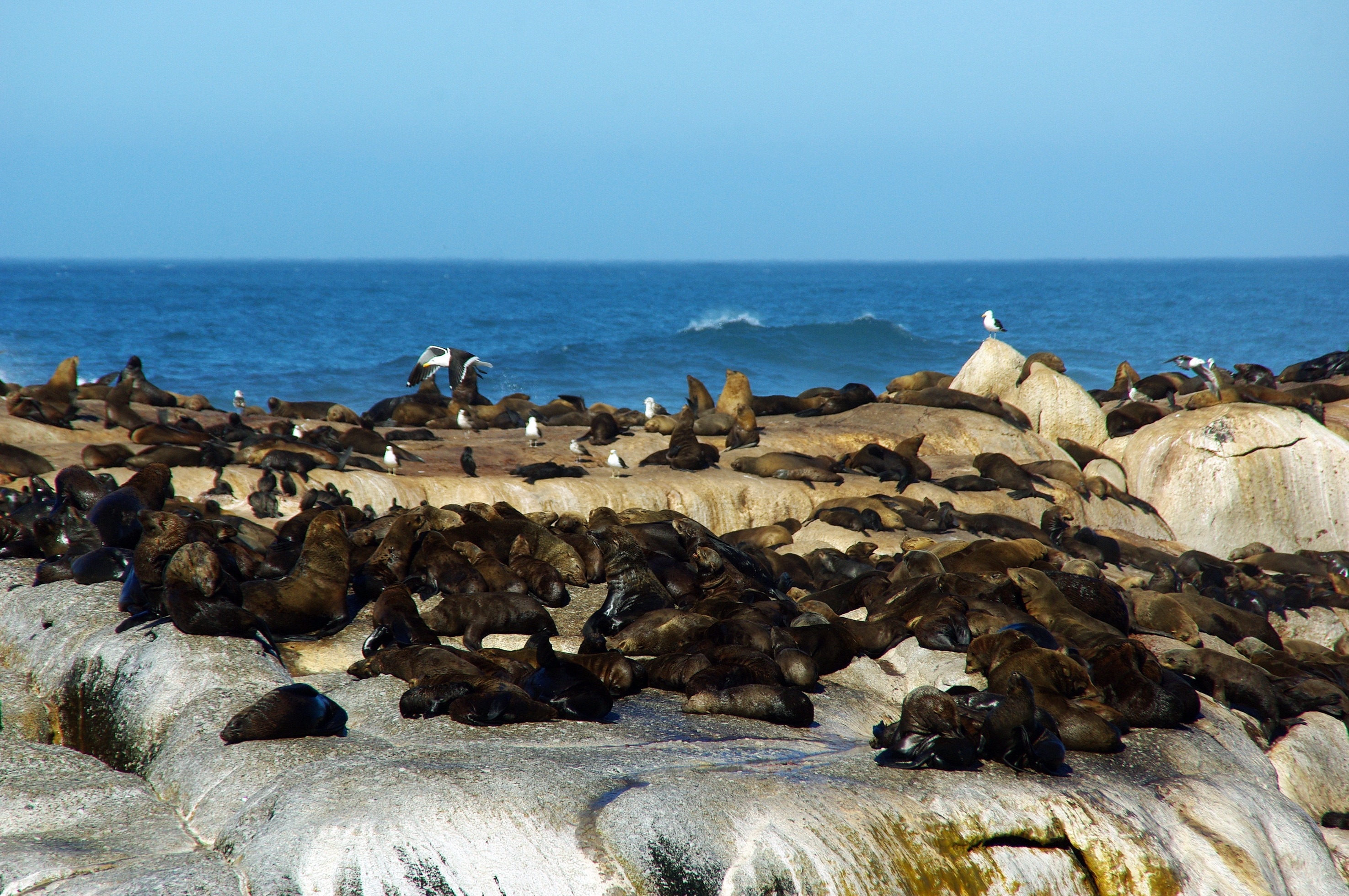 colony of sea lions