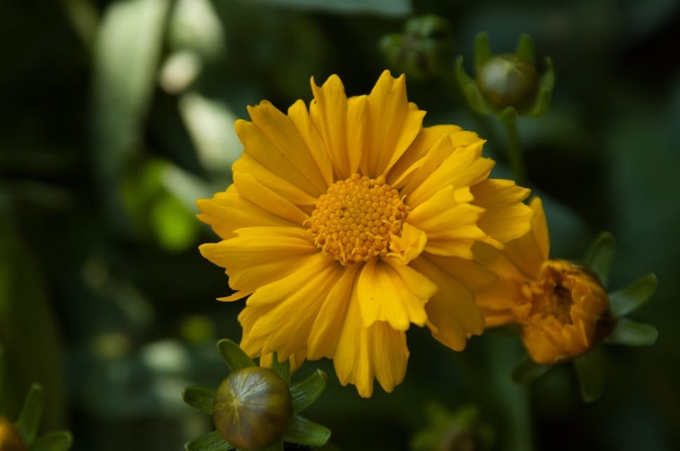 yellow flower plant preview