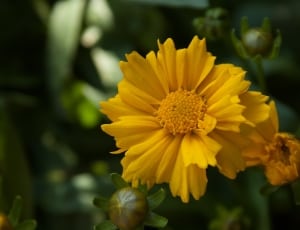 yellow flower plant thumbnail