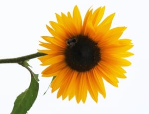 deep yellow sunflower thumbnail