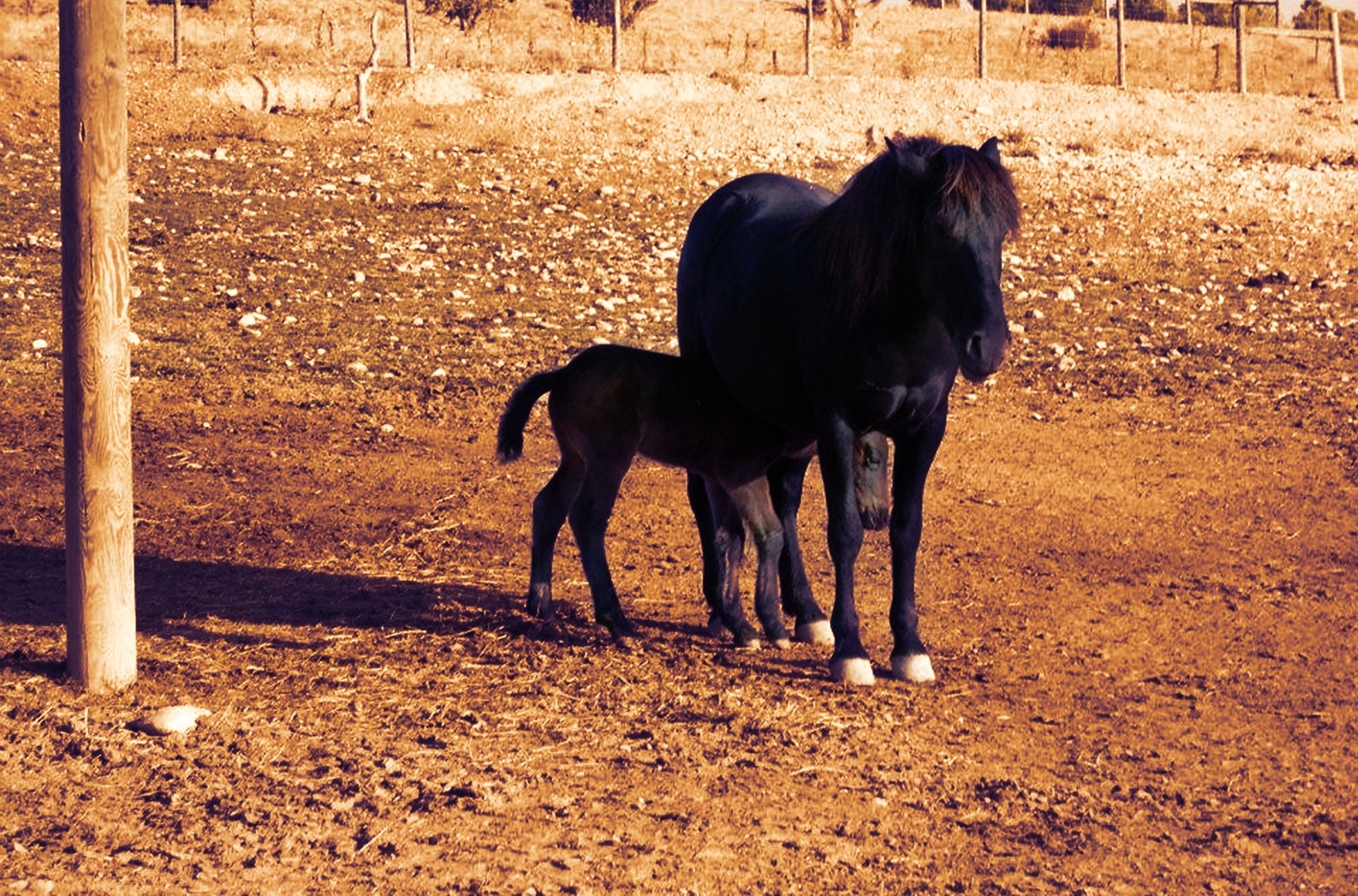 2 black horse
