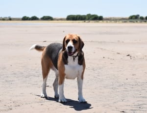 tricolor scent hound thumbnail