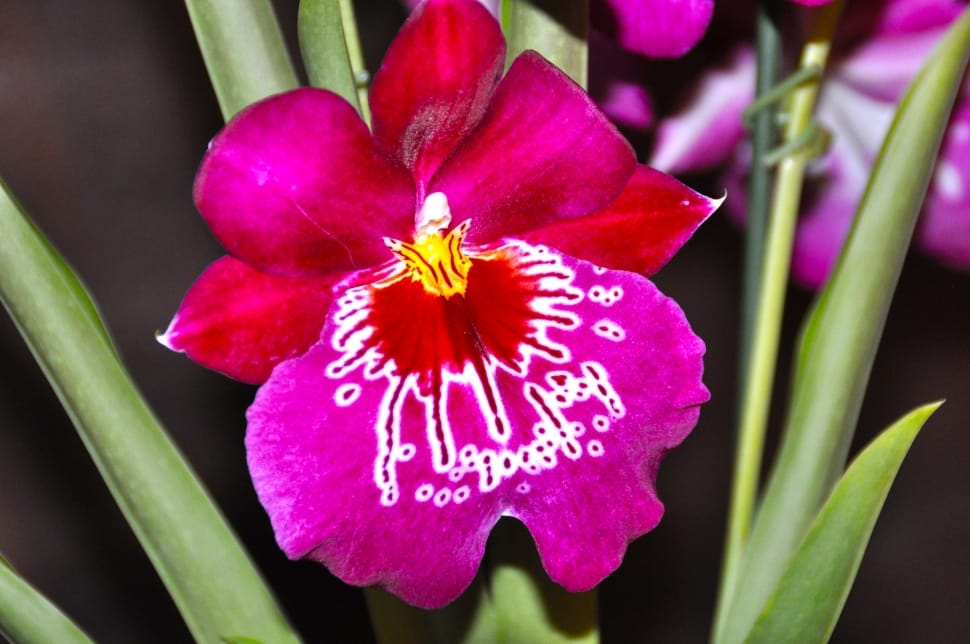 pink-and-red orchid preview