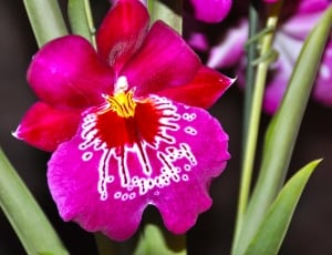 pink-and-red orchid thumbnail