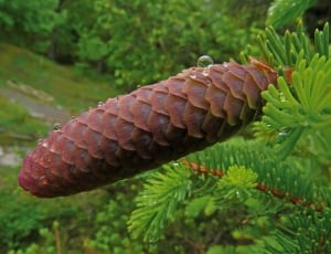 photo of pine cone thumbnail