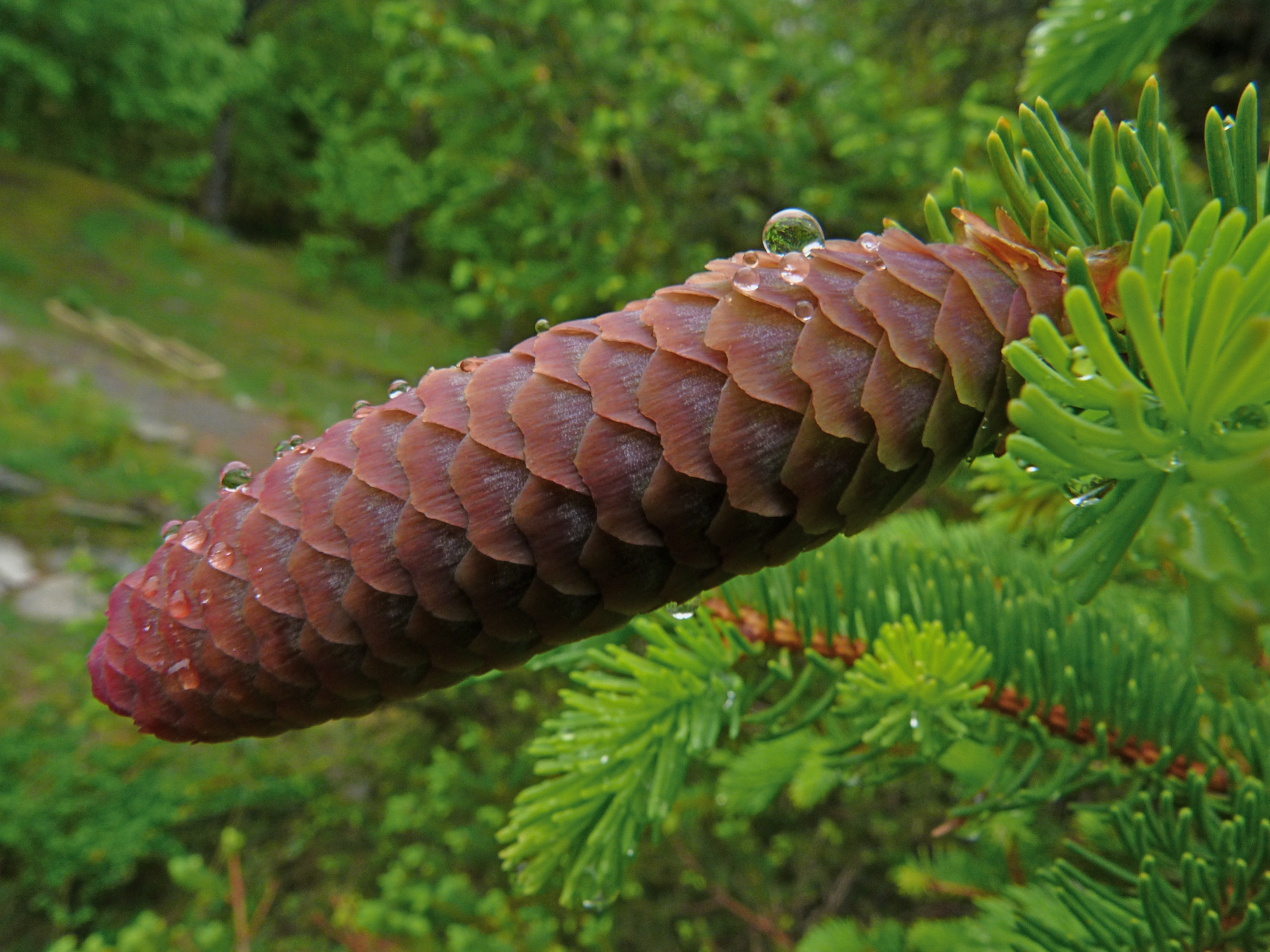 photo of pine cone