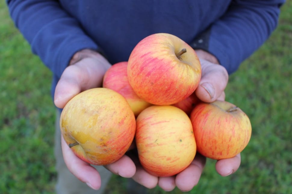 5 yellow and red apples preview