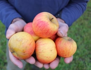 5 yellow and red apples thumbnail