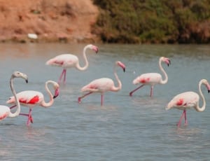 flock of pink flamingos thumbnail