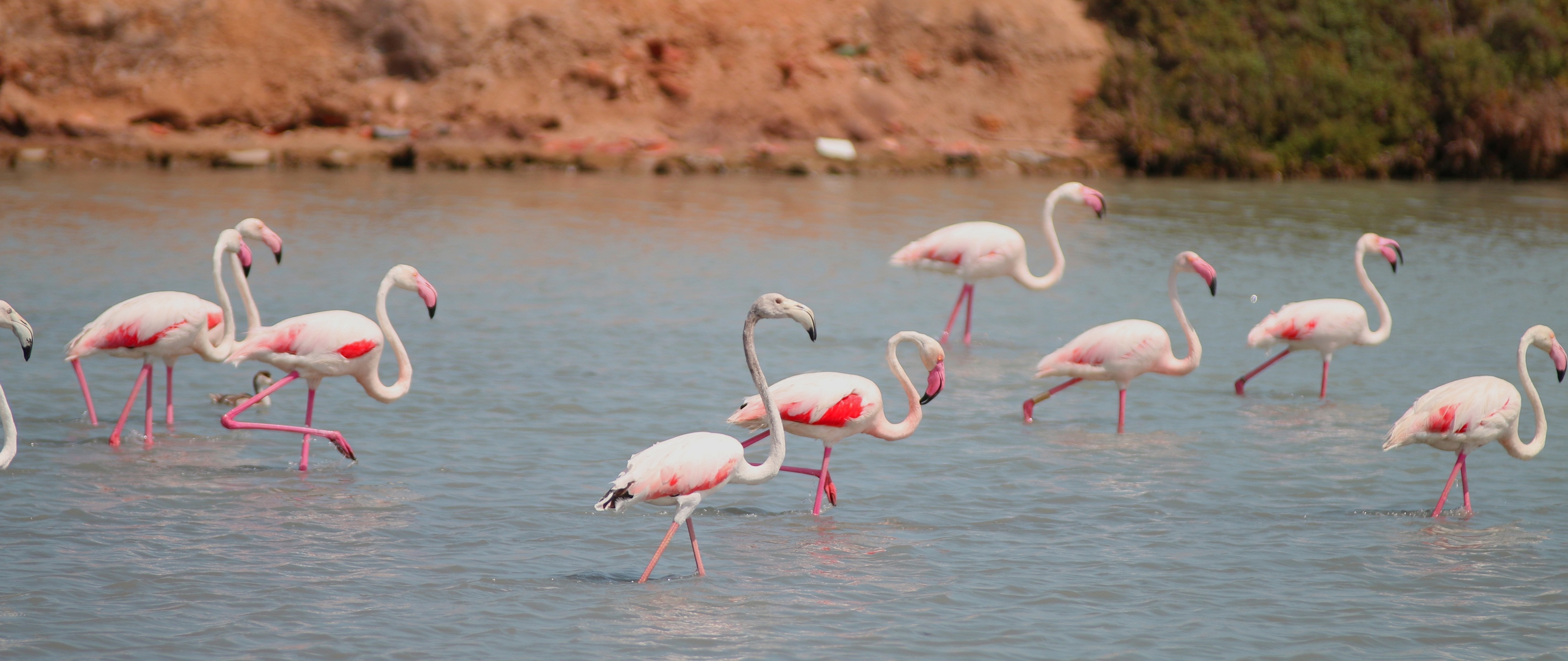 flock of pink flamingos