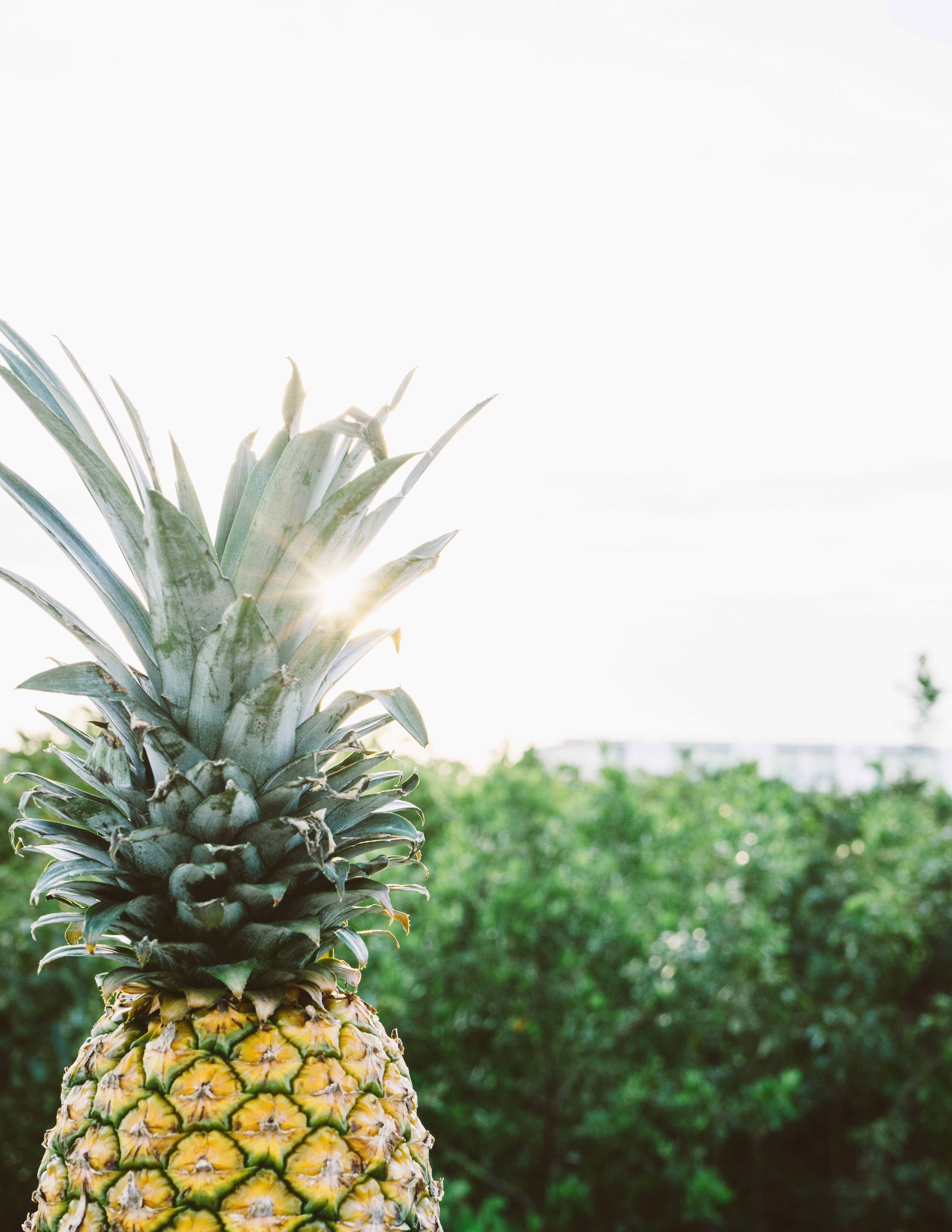closeup view of ripe pineapple fruit